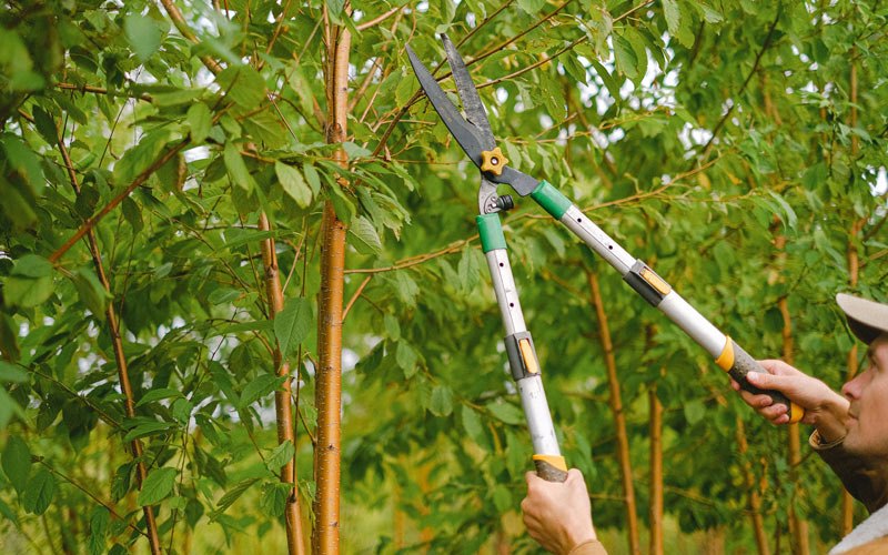 Tree trimming in Garden Plain, KS