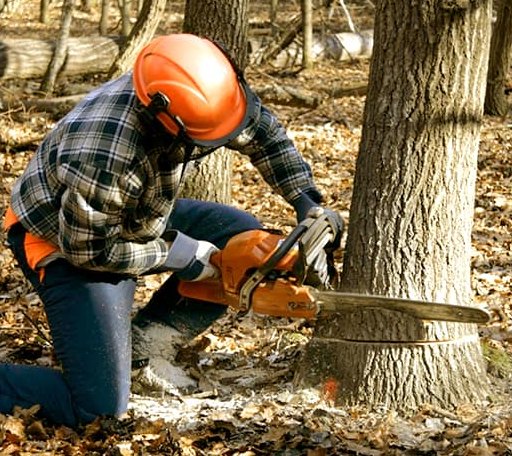 Tree Removal in Garden Plain, KS
